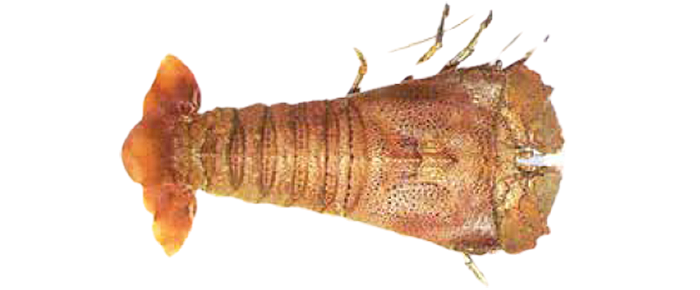 Sand Lobster (Ibacus peronii)